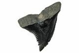 Snaggletooth Shark (Hemipristis) Tooth - South Carolina #280082-1